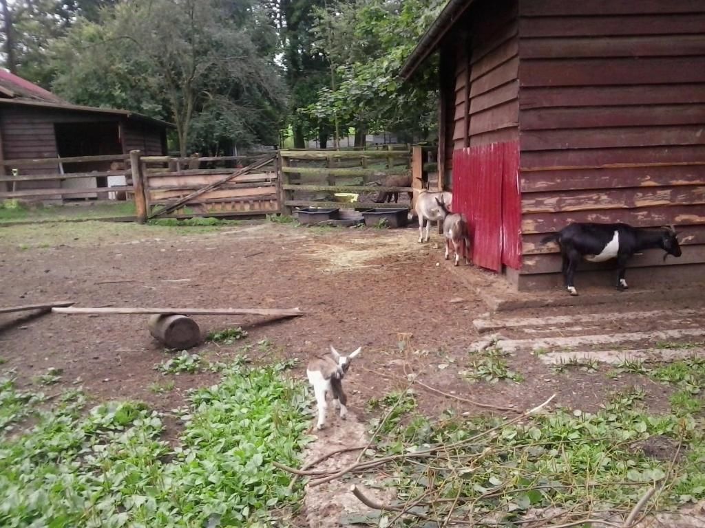 Шале Domki w Bieszczadach Солина-118