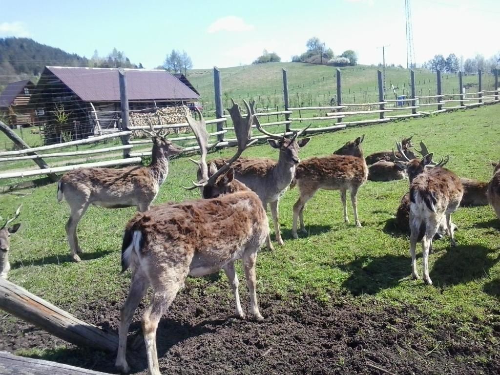 Шале Domki w Bieszczadach Солина-99